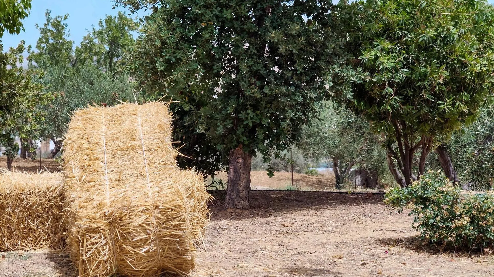 度假居 莫斯村Colle Dei Rustici Ospitalita In Sicilia别墅